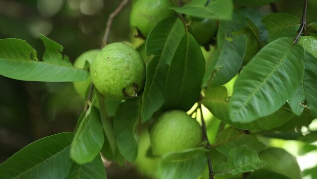 Guava tree with Fruits, green leaves