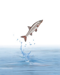 illustration d'un poisson  barbeau fluviatile.qui saute d' eau limpide et pur 