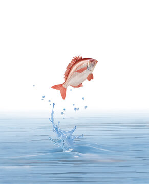 illustration d'un poisson  orade  rouge qui saute d' eau limpide et pur 