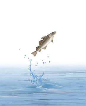 illustration d'un poisson morue   qui saute d' eau limpide et pur 
