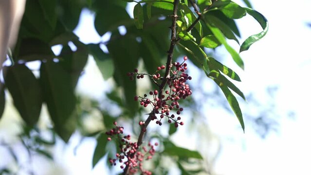 Green Sichuan Pepper Timur Seeds with tree medicinal plant