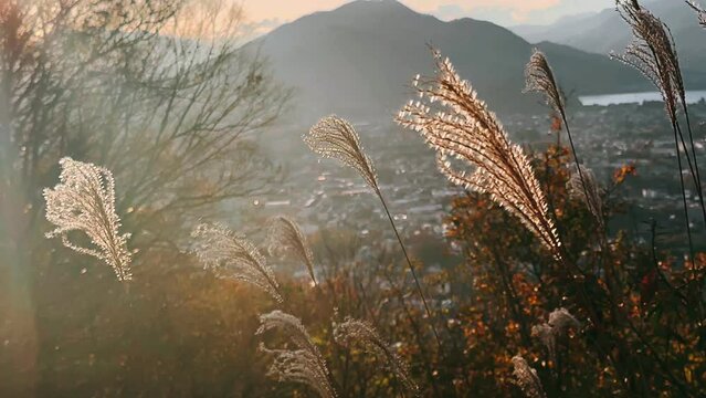 grass, nature, field, plant, wheat, summer, sky, yellow, wind, agriculture, autumn, grain, green, landscape, crop, meadow, rural, plants, dry, farm, flora, sunset, cereal, natural, harvest,reeds in th