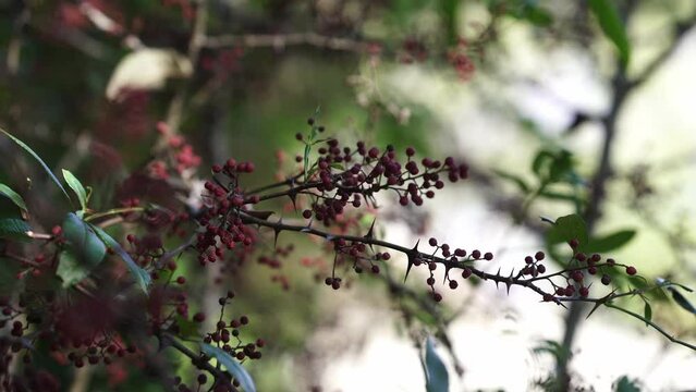 Green Sichuan Pepper Timur Seeds with tree medicinal plant