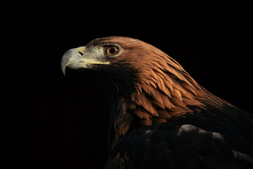 Portrait of Golden Eagle