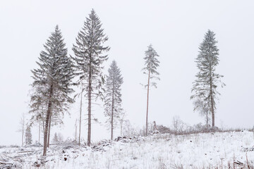 Site of logging on a cloudy winter day with remnants of trees in the forest