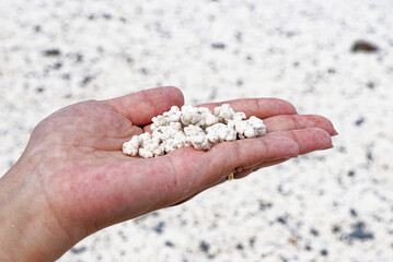 female hand holding pieces of rhodoliths - Popcorn Beach