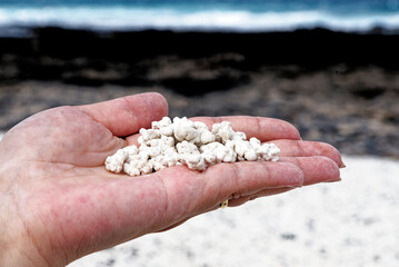 female hand holding pieces of rhodoliths - Popcorn Beach