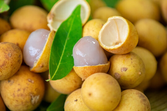 Ripe Pitomba fruits (talisia esculenta), an exotic fruit from the Brazilian tropical forest and bioma cerrado. Ripens in the months of November and December