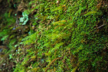 Fototapeta na wymiar Beautiful Bright Green moss grown up cover the rough stones, Rocks full of the moss texture in nature for wallpaper.