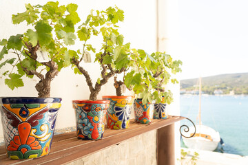 vineyards and colorful pots on a summer day