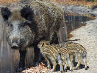 Bache mit Frischlingen (Wildschweine)
