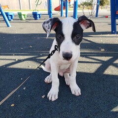 Mixed Puppy on a Leash at the Park