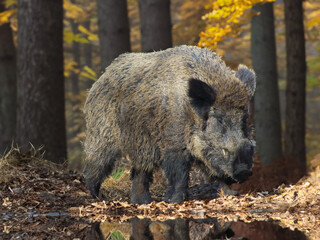 Naklejka na ściany i meble Starker Keiler im Herbstwald