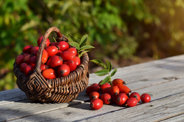 Wicker basket with freshly picked ripe red rose hips. Organic gardening concept.