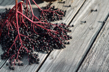 Cluster of ripe European black elderberry on an old gray wooden background. Medicinal plants and...