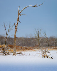 Old trees against a blue sky with snow on the ground