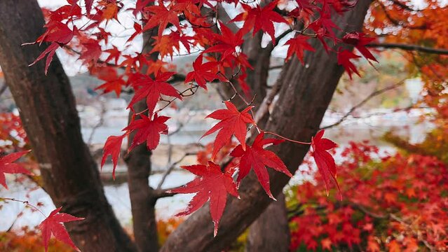 red maple leaves,autumn, water, tree, lake, landscape, nature, fall, river, trees, sky, forest, park, reflection, pond, green, foliage, season, beautiful, leaves, wood, blue, grass, natural, red, summ