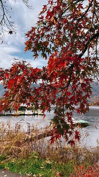 red autumn leaves,autumn, water, tree, lake, landscape, nature, fall, river, trees, sky, forest, park, reflection, pond, green, foliage, season, beautiful, leaves, wood, blue, grass, natural, red, sum
