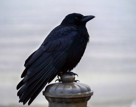 The Patient Crow.