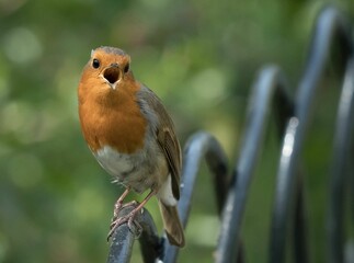 Closeup of a Singing Robin in Greenwich Park, London