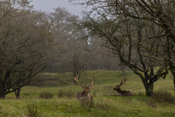 Beautiful deer with big horns walk in the forest, park. Deer eat grass. Beautiful foggy morning. Deer graze on the lawn. National Park with animals, deer.
