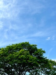 trees and sky