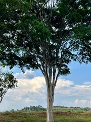 tree on the hill