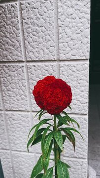 flower, nature, plant, garden, red, flowers, blossom, summer, beauty, leaf, flora, orange, pink, bloom, dahlia, floral, beautiful, petal, spring, color, yellow, gardening, closeup, leaves, tree, ccx, 