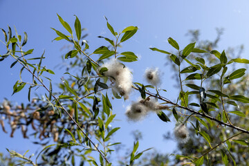 flying in the sky white fluff from willow in spring