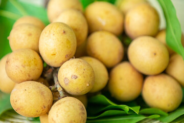 Ripe Pitomba fruits (talisia esculenta), an exotic fruit from the Brazilian tropical forest and bioma cerrado. Ripens in the months of November and December