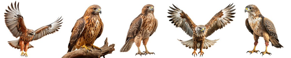 Birds of prey from different angles isolated on a transparent background in PNG format. A set of close-up images of hawks on a transparent background. Clipart of a flying hawk sitting on a branch - obrazy, fototapety, plakaty