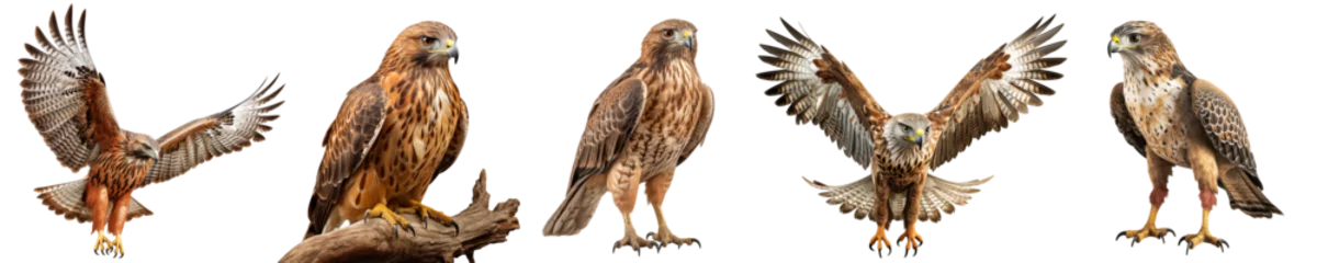 Deurstickers Birds of prey from different angles isolated on a transparent background in PNG format. A set of close-up images of hawks on a transparent background. Clipart of a flying hawk sitting on a branch © AGSOL