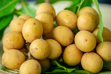 Ripe Pitomba fruits (talisia esculenta), an exotic fruit from the Brazilian tropical forest and bioma cerrado. Ripens in the months of November and December