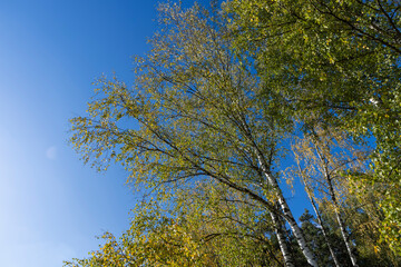 Birch forest with trees with yellow and green foliage