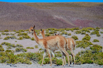Mamífero Guanaco (Lama guanicoe) no deserto do Atacama, Chile. 