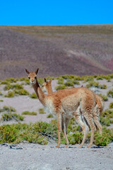 Mamífero Guanaco (Lama guanicoe) no deserto do Atacama, Chile. 