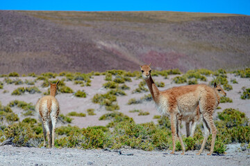 Mamífero Guanaco (Lama guanicoe) no deserto do Atacama, Chile. 