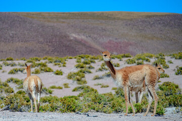 Mamífero Guanaco (Lama guanicoe) no deserto do Atacama, Chile. 