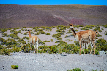 Mamífero Guanaco (Lama guanicoe) no deserto do Atacama, Chile. 