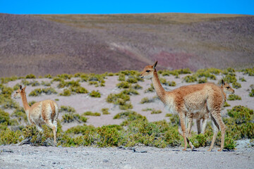 Mamífero Guanaco (Lama guanicoe) no deserto do Atacama, Chile. 
