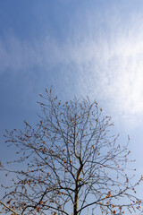 spring park with birch trees with the first red foliage