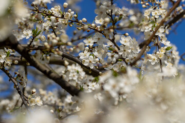cherry blossoms in the orchard in spring