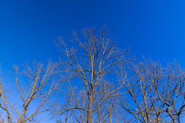 leafless birch trees in sunny weather in spring