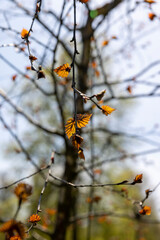spring park with birch trees with the first red foliage