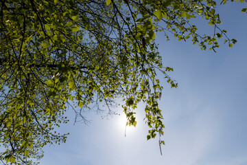 spring park with birch trees with the first green foliage