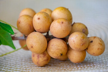Ripe Pitomba fruits (talisia esculenta), an exotic fruit from the Brazilian tropical forest and bioma cerrado. Ripens in the months of November and December