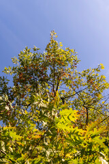 oak tree during the autumn season before leaf fall