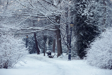Krajobraz zimowy, zaśnieżone, białe drzewa, świt w parku	 - obrazy, fototapety, plakaty