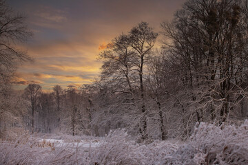 Krajobraz zimowy, zaśnieżone, białe drzewa, świt w parku	 - obrazy, fototapety, plakaty
