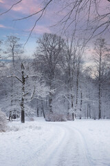 Krajobraz zimowy, zaśnieżone, białe drzewa, świt w parku	